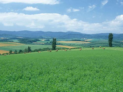 greenery - Such a beautiful greenery spread across the acres.