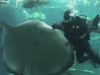 Diver with fish - On holiday in Durban, S.A. At uShaka Marineworld, during feeding of fish.