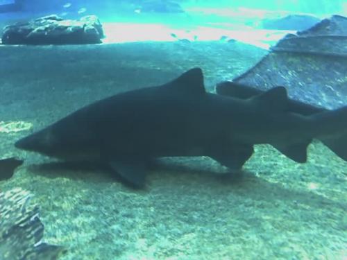 Shark!!! - But this one is definitely not coming for you! At uShaka Marineworld, Durban, S.A.