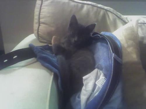 Mo the cat - Our last cat, Mo sleeping in my jeans.