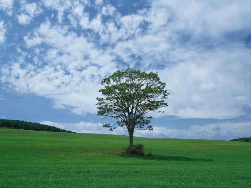 greenery - What a lovely meet of sky and the earth.