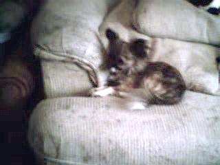 My Ashlee - Doesnt she look like a little Queen?