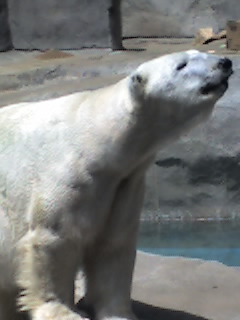 at the zoo - picture from a cell phone