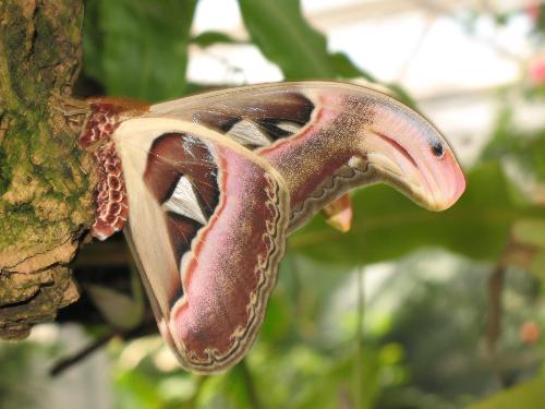 Defensive Butterfly - This butterfly is armed with natural defenses. Look closly at it's wings, you will see it resembles a snake to ward off predators. Is that cool or what. Nature never siezes to amaze me.