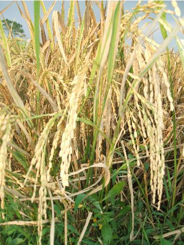 rices - mmm... delicious