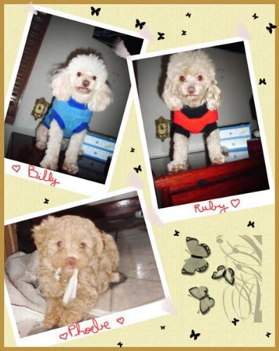 My poodles - My lovely dogs: Billy, Ruby and Phoebe.
