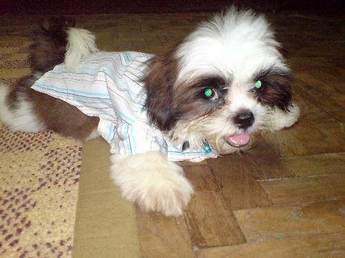 Eggnog attire - This is eggnog, ready to go to church. He just had his bath and he really is fluffy and cuddly.
