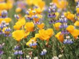 flower - enjoy