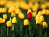 flower - enjoy