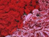 flower - enjoy