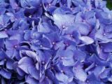 flower - enjoy