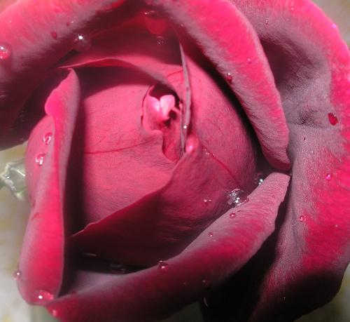 a red rose - just a picture of a rose i took