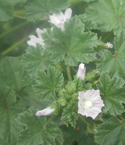 pretty little flowers - i have no idea what these are, but htey grow all over my backyard