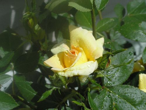 yellow rose - just a picture of a rose in my yard