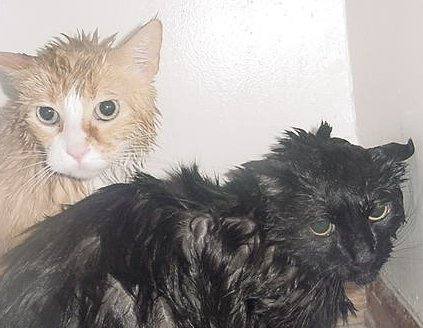 wet cats - my cats after their bi-annual bath.