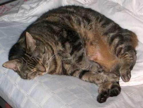 Cat sleeping on a bed - sleeping cat