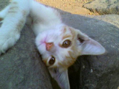 cats - mood to play