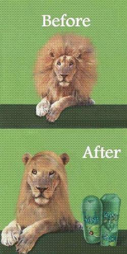 Rebonding Lion - Or is it just Shampoo? - Got this from your blog at http://funnyjokesworld.blogspot.com/ Man..That is funny!