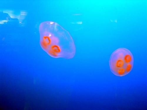 A jellyfish in the sea - A free floating jellyfish. They are so much prettier when they are in the water than when they are dying in the sand.