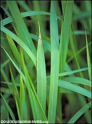grass - A green plant which is full of long leaves, it grows everywhere hot or cold... grass - A green plant which is full of long leaves, it grows everywhere hot or cold...