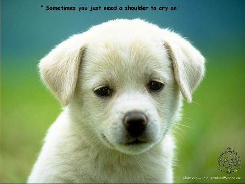 too cute - cute doggie!!!