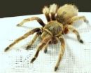 tarantula -  tarantula