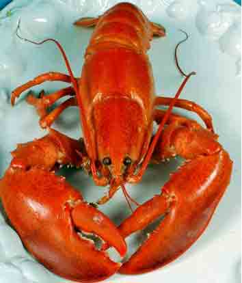 Lobster - Yummy lobster, a Nova Scotia tradidtional delicacy. MMMMmmmmm.