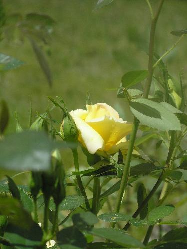 a single yellow rose - a photo i took a few days ago of a rose in my yard