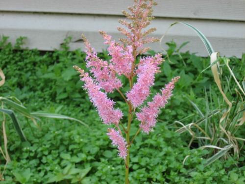 Peach Blossom - My Peach Blossom Variety of Astilibes. A beautiful color. Peach Blossom - My Peach Blossom Variety of Astilibes. A beautiful color.