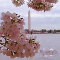 Washington D.C. -  A nice historical place to visit