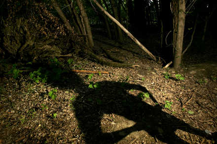 Shadows - tell me this shadow doesn't look like the media portrayed 'alien' lifeform? HAHAHA!!