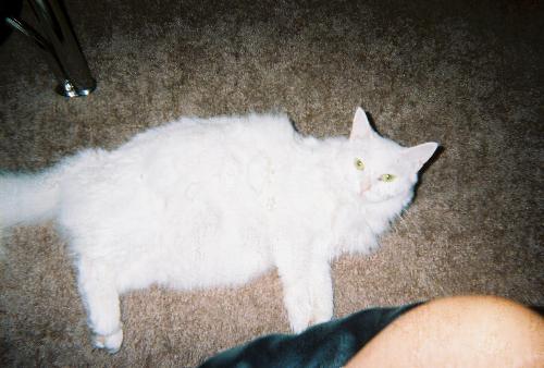 My fat Gabby! - This is my precious kitty cat, that got sick and had to be put to sleep! I miss her soo much! she was the prettiest softest cat ever! she was all white...awww, I miss my gabby!  I named her gabby, cus she was always meowing, and talking to me! =(