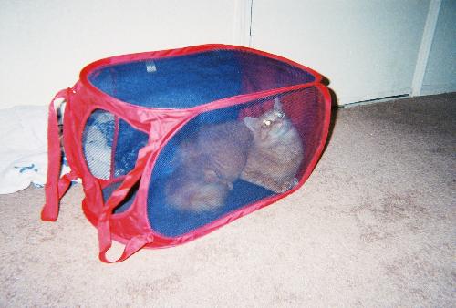 Scooter, getting into trouble! - My other kitty scooter, that also got sick and had to be put to sleep! he was soo wild and crazy, always getting into everything! I miss him! =(