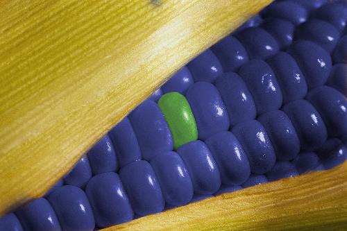 Genetically modified maize - Image of maize with a blue and green colour as a depiction of GMO food.
