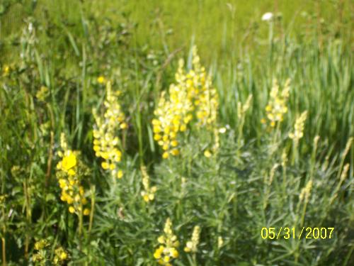 Yellow lupins, at a rest stop in Idaho at Deat Man - Yellow Lupins at a rest stop in Idaho at the top of Dead Mans pass, along highway 84 going towards Boise Idaho.