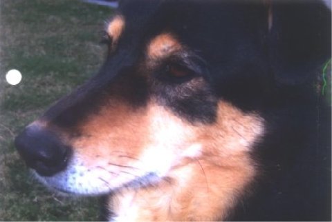 Mocha! I miss my girl - Mocha passed about 6 or 7 months ago (today is 6/12/07) and I miss her so much! My mamamamamamama MOCHA!