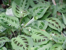 Prayer Plant - I believe this is the plant that you are talking about. It is a cool looking plant.
