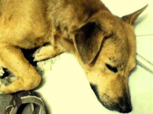 my dog2 - dog sleeping taken with VGA edited by microsoft photo editor