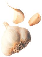 garlic - garlic