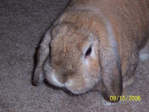 Mackey bunny - No flowers for Macky