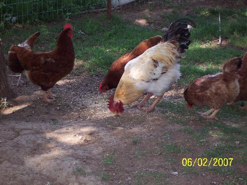 Rooster and his hens, - My twin sister&#039;s hens and rooster