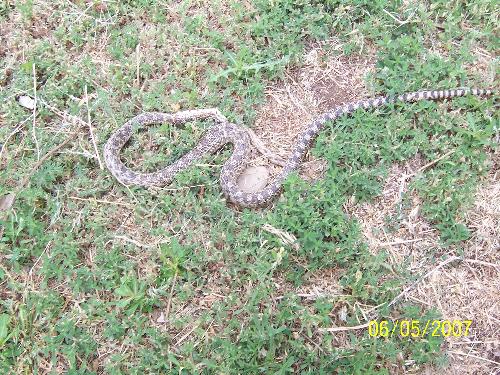 Dead rattle snake - Dead snake 