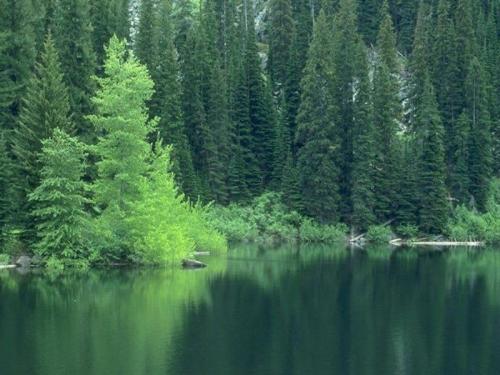 scenery - Picture taken from the forest which exibits the greenery along with the beauty of the lake.