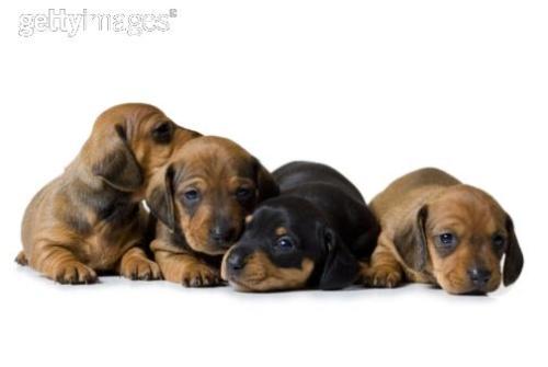 Puppies - Cutey puppies