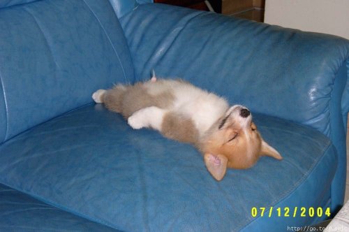 sleep - Most wonderful gift - sleep. Puppy sleeping on sofa.