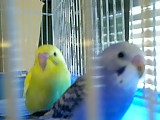 Our Bird's - Madusa (yea she is that mean) and Shakespear. My baby parakeet's,A present from my husband.