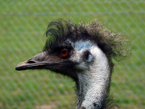An emu - I love her hair!