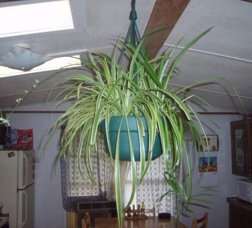 spider plant - my spider plant