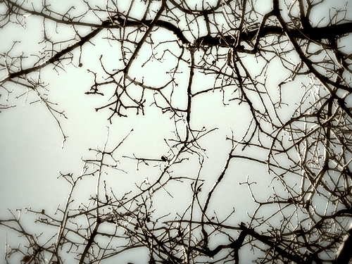 My trip #1 - Branches - These are some of the best shots from my trip to the US last year. I chose only the nature shots and manipulated them in Photoshop.