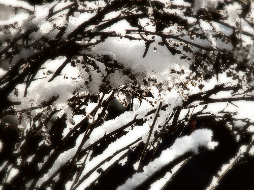 My trip #2 - Frost on twigs - These are some of the best shots from my trip to the US last year. I chose only the nature shots and manipulated them in Photoshop.